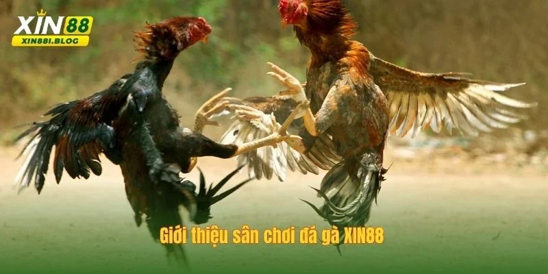 đá gà XIN88