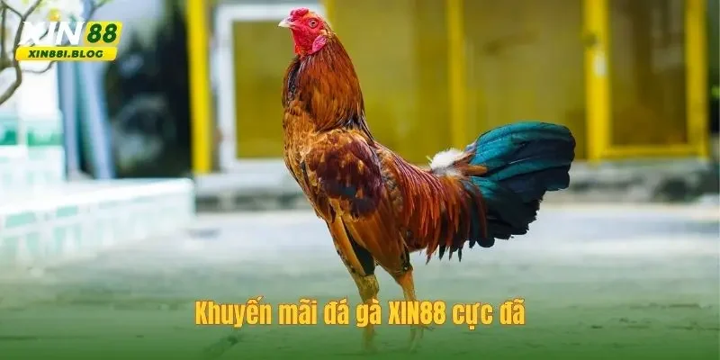 đá gà XIN88