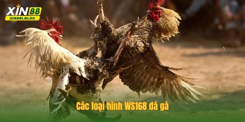 WS168 đá gà