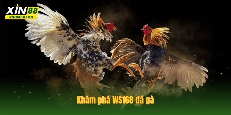 WS168 đá gà