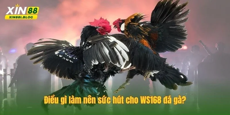 WS168 đá gà